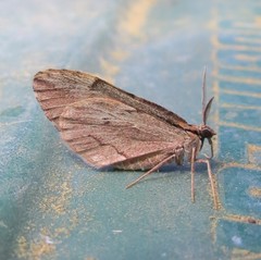 Stamnoctenis pearsalli