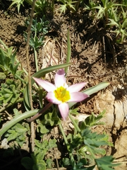Tulipa humilis