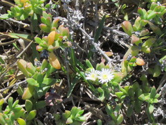 Delosperma patersoniae
