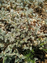 Astragalus cruentiflorus