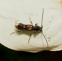 Molorchus bimaculatus