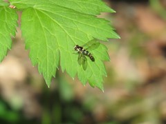 Sphaerophoria novaeangliae