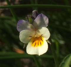 Bracteolatae