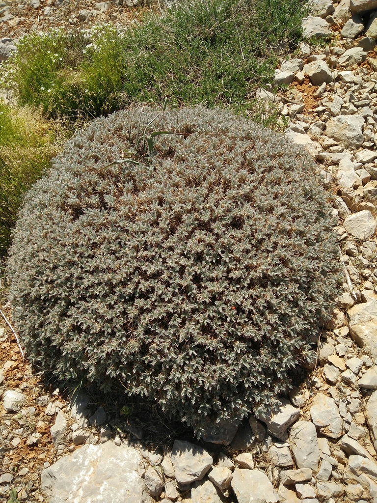 Astragalus cruentiflorus