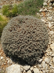 Astragalus cruentiflorus