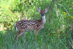 Odocoileus virginianus texanus