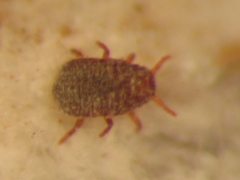 Dactylopius tomentosus