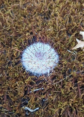 Mammillaria jaliscana jaliscana