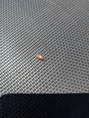 Disonycha leptolineata