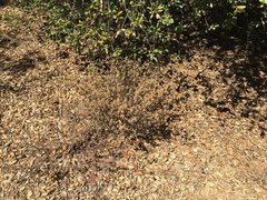 Clinopodium chandleri