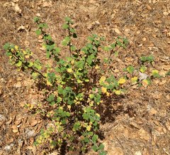 Clinopodium chandleri