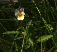 Bracteolatae