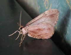 Stamnoctenis pearsalli