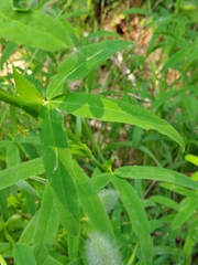 Trifolium rubens