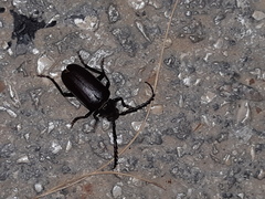 Prionus besikanus