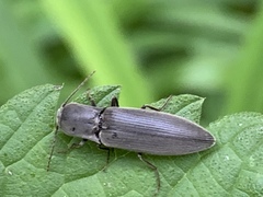 Agriotes pilosellus