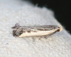 Dichomeris setosella