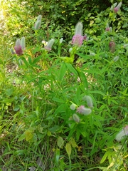 Trifolium rubens