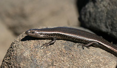 Metallic Cool-Skink photo 4