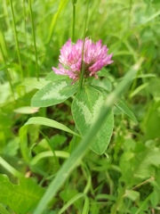 Trifolium pratense