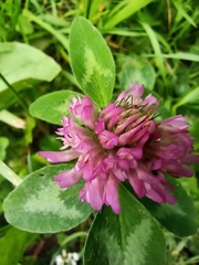 Trifolium pratense