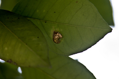 Charidotella tuberculata