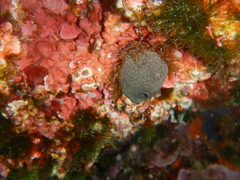 Ircinia oros