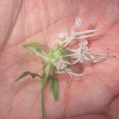 Monarda russeliana