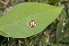 Charidotella tuberculata