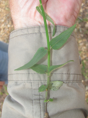 Monarda russeliana