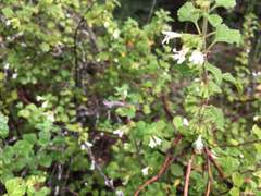 Clinopodium chandleri