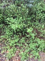 Clinopodium chandleri