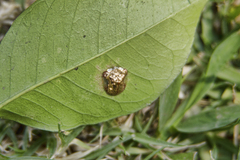 Charidotella tuberculata