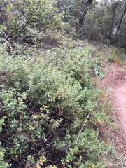 Clinopodium chandleri