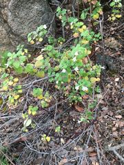 Clinopodium chandleri