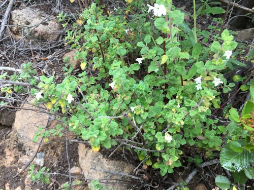 Image of Clinopodium chandleri by (c) Amanda Fisher, some rights reserved (CC BY)