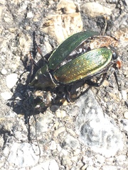 Carabus monilis