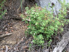 Clinopodium chandleri