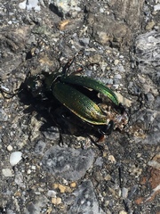 Carabus monilis