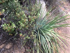 Clinopodium chandleri