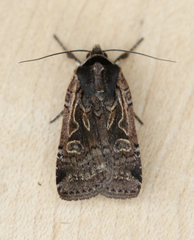 Parabagrotis formalis