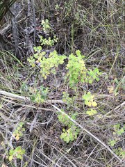 Clinopodium chandleri