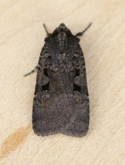 Parabagrotis insularis