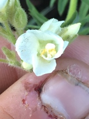 Polemonium foliosissimum