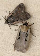 Parabagrotis formalis