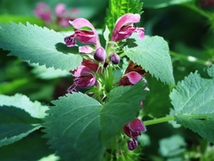 Lamium orvala