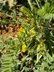 Astragalus pinetorum