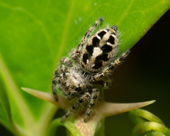 Phidippus putnami
