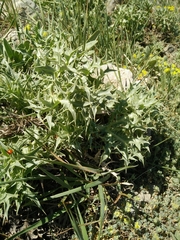 Eryngium billardieri