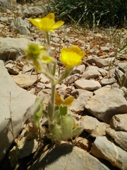 Ranunculus neocuneatus